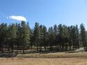 Angel Fire Image