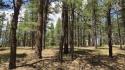 Angel Fire Image
